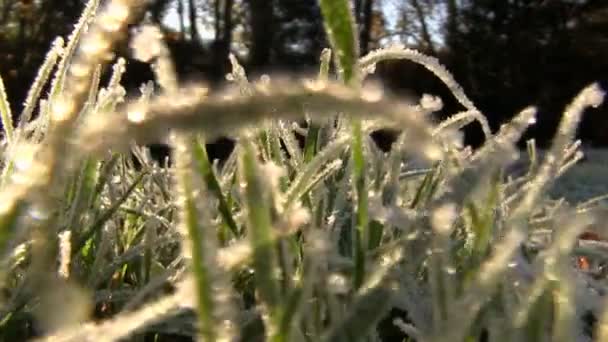 Hierba cubierta de escarcha en una fría mañana de otoño — Vídeo de stock