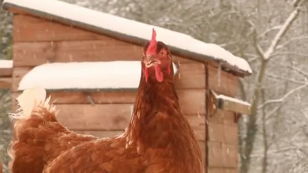 Poulets picorant pour la nourriture dans la neige — Video