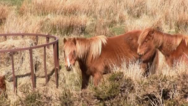 Dzikie konie na wzgórzu Clee Brown — Wideo stockowe