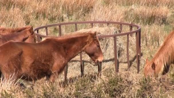 Wild horses on Brown Clee Hill — Stock Video