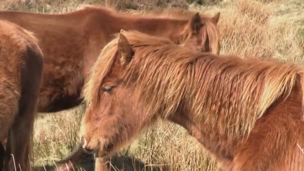 Wildpferde auf braunem Clee Hill — Stockvideo