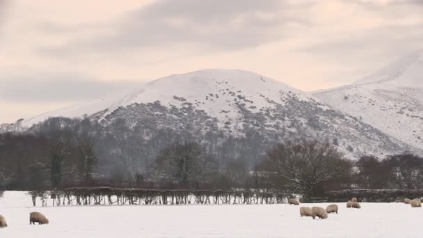 Fåren betar under Caer Caradoc — Stockvideo