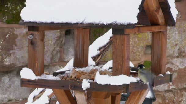 Koolmees voeden met vogels tabel in sneeuw — Stockvideo