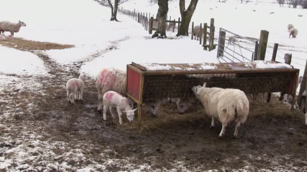 Pecore al pascolo in un campo innevato — Video Stock