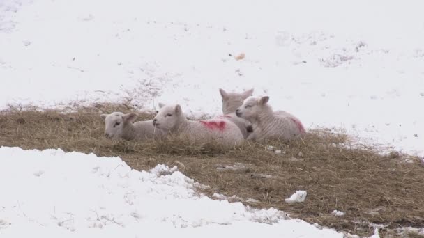 Lämmer und Schafe in einem schneebedeckten Feld — Stockvideo