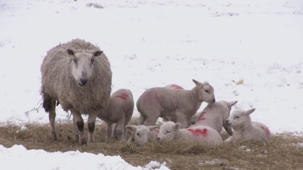 Lambs and sheep in a snow covered field — Stock Video