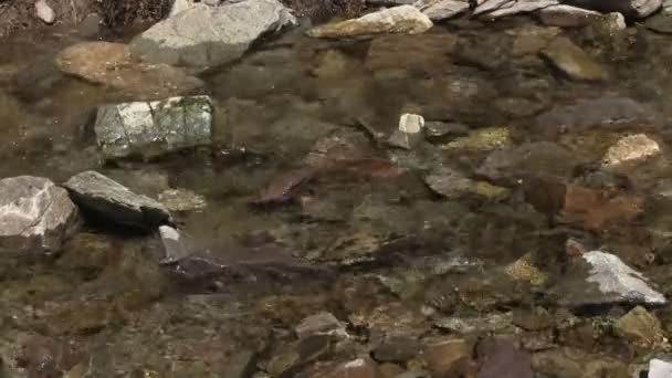 Voda procházející přes skály na koryto potoka — Stock video