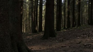 Sitka Ladin ormandaki ağaçlar