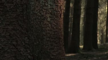 Sitka Ladin ormandaki ağaçlar