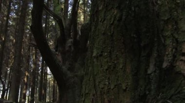 Bir sitka Ladin ormanda At kestanesi