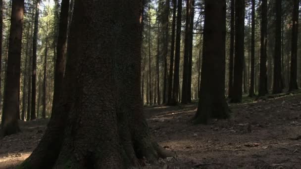 Árboles en un bosque de abeto sitka — Vídeos de Stock
