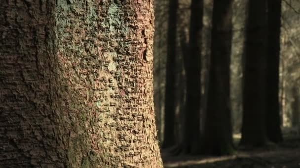 Träd i en skog med sitkagran — Stockvideo