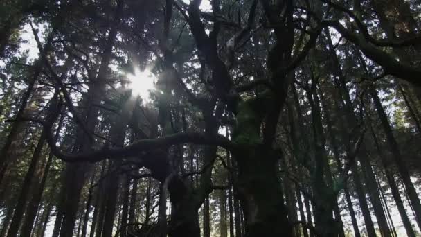 Söta kastanjen i sitka spruce skog — Stockvideo