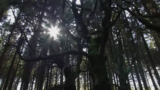 Sweet chestnut tree in sitka spruce forest — Stock Footage Sweet chestnut tree in sitka spruce forest Stock Footage