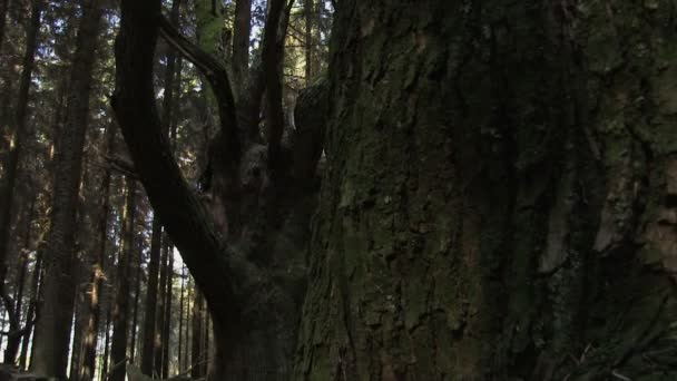 Horse chestnut tree in a sitka spruce forest — Stock Video