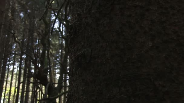 Лошадиные каштаны в еловом лесу ситка — стоковое видео