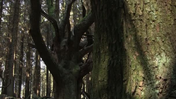 Hästkastanj träd i en skog med sitkagran — Stockvideo