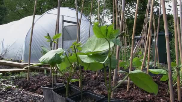 Δρομέας φασόλια αυξάνεται μπροστά από polytunnel — Αρχείο Βίντεο