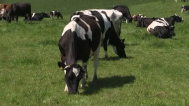 Holstein-Friesian inekler bir alanda