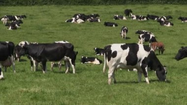 Holstein-Friesian inekler bir alanda