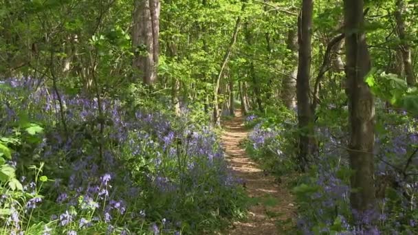 A path leads through a bluebell wood. — Stock Video