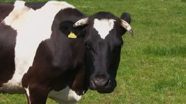 Una vaca holstein-frisona en un campo — Vídeo de stock