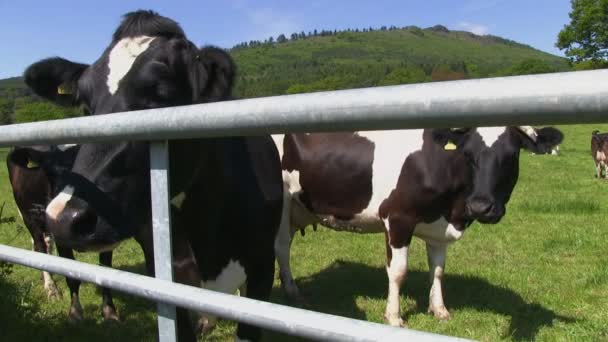 Гольштейно-фризские коровы в поле — стоковое видео
