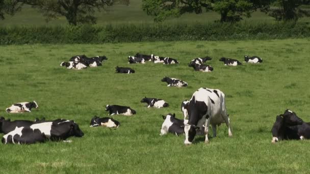 Vacas Holstein-frisón en un campo — Vídeo de stock