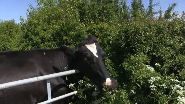 Eine holstein-friesische Kuh weidet auf einem Feld — Stockvideo