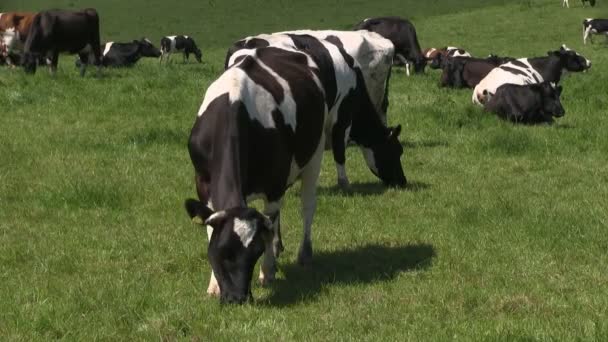 Vacas holandesas-friesianas em um campo — Vídeo de Stock