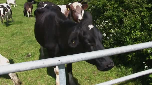 Vaches Holstein-friésiennes dans un champ — Video