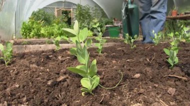 Bir polytunnel uyuz muhbir bitkilerde sulama