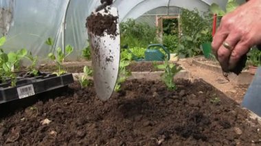 Bir polytunnel organik uyuz muhbir bitkiler dikim.