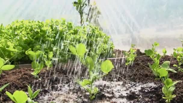 Plantas de riego de sarna en un polytunnel — Vídeos de Stock