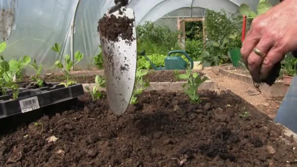 Planting organic mange tout plants in a polytunnel. — Stock Video