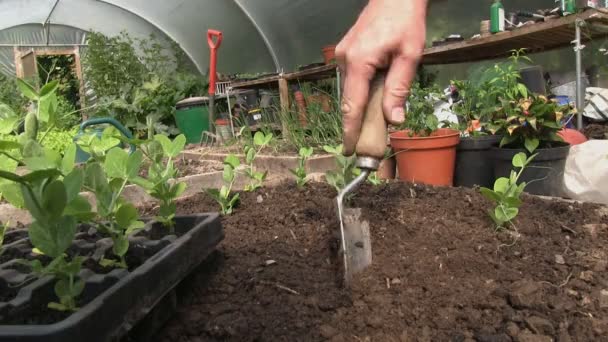 Plantación de plantas de hojalata orgánica en un policontúnel . — Vídeos de Stock