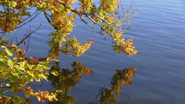 Jesienne liście odbite w wodzie — Wideo stockowe