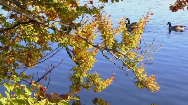 Patos en un lago en otoño — Vídeo de stock