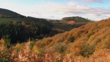 Mortimer orman sonbahar manzara