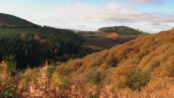 モーティマーの森で秋の風景 — ストック動画
