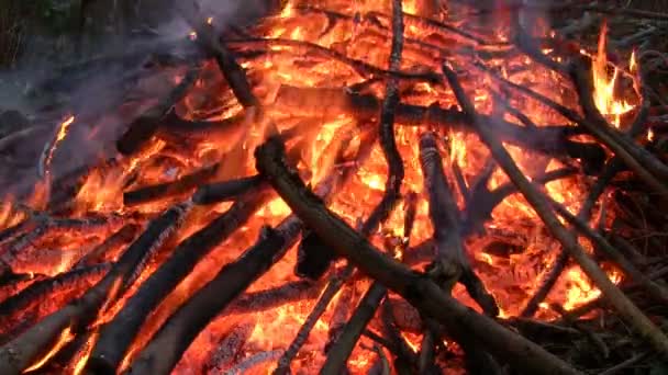 Äste brennen am Lagerfeuer — Stockvideo