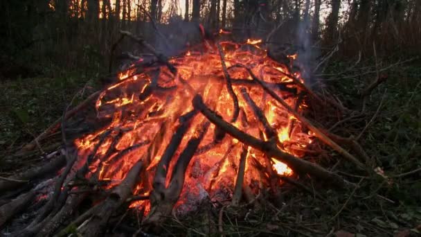 Branches burning on a bonfire — Stock Video