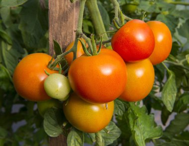 Bir polytunnel içinde büyüyen domates.