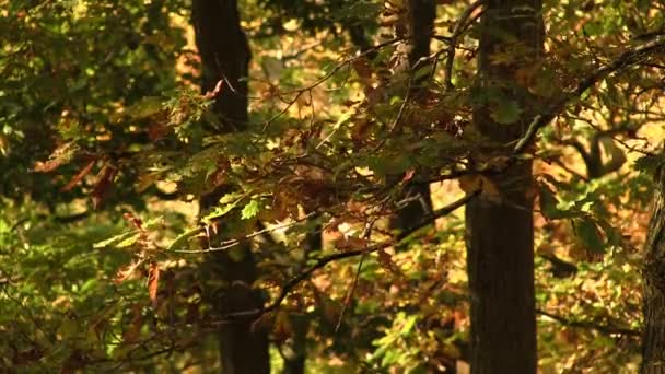 Automne dans une forêt 