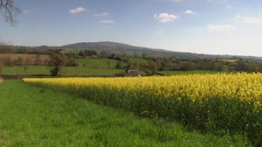 Shipton, Shropshire, İngilizce kırsal kesimde bir yağlı tohum tecavüz alan.