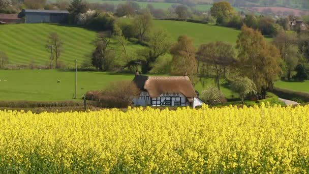 Chata a řepky olejné řepky pole na Shipton, Shropshire, v anglickém venkově. — Stock video