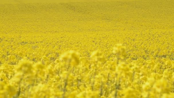 Egy mező olajrepce fúj a szél, az angliai Shropshire-ról — Stock videók