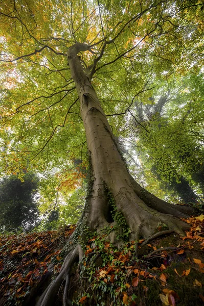 Shifnal, Shropshire, İngiltere'de sonbahar bir kayın ağacı.