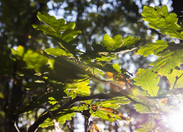 Luce solare autunnale che mette in evidenza le foglie di quercia in un legno Shropshire . Immagini Stock Royalty Free