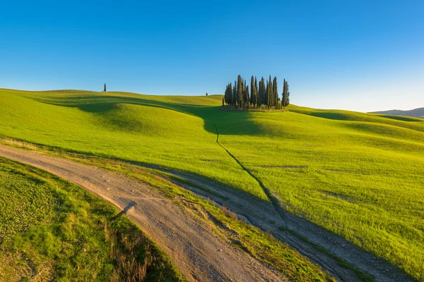 Groep van cipressen, groeien op de bulten in Italië. — Stockfoto